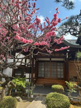 Bahçedeki güzel çiçekler