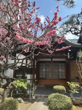 Güzel botanik fotoğrafı, doğal duvar kağıdı.