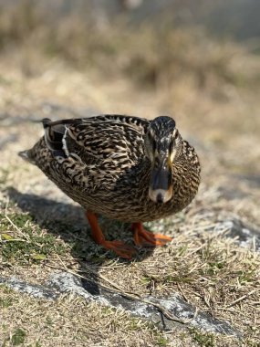 Gagasındaki yaban ördeğini yakından çek.