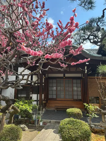 Kyoto 'daki kiraz ağacı, Japonya.