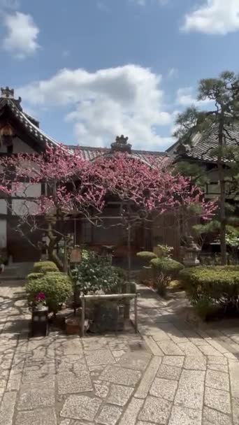 Japansk Trädgård Kyoto Japan — Stockvideo