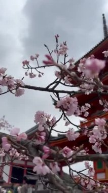 Japon pagodasına karşı güzel çiçek açan sakura ağacı