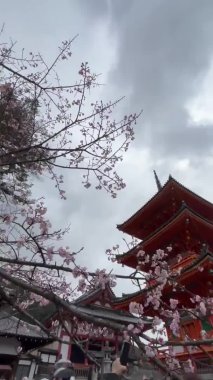 Japon pagodasına karşı güzel çiçek açan sakura ağacı