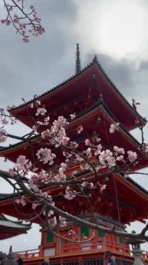 Japon pagodasına karşı güzel çiçek açan sakura ağacı