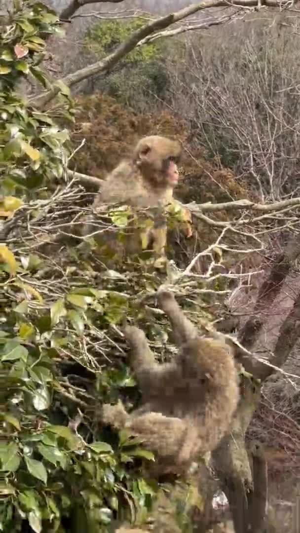 Japanese Macaques Jumping Tree Park — Stock Video