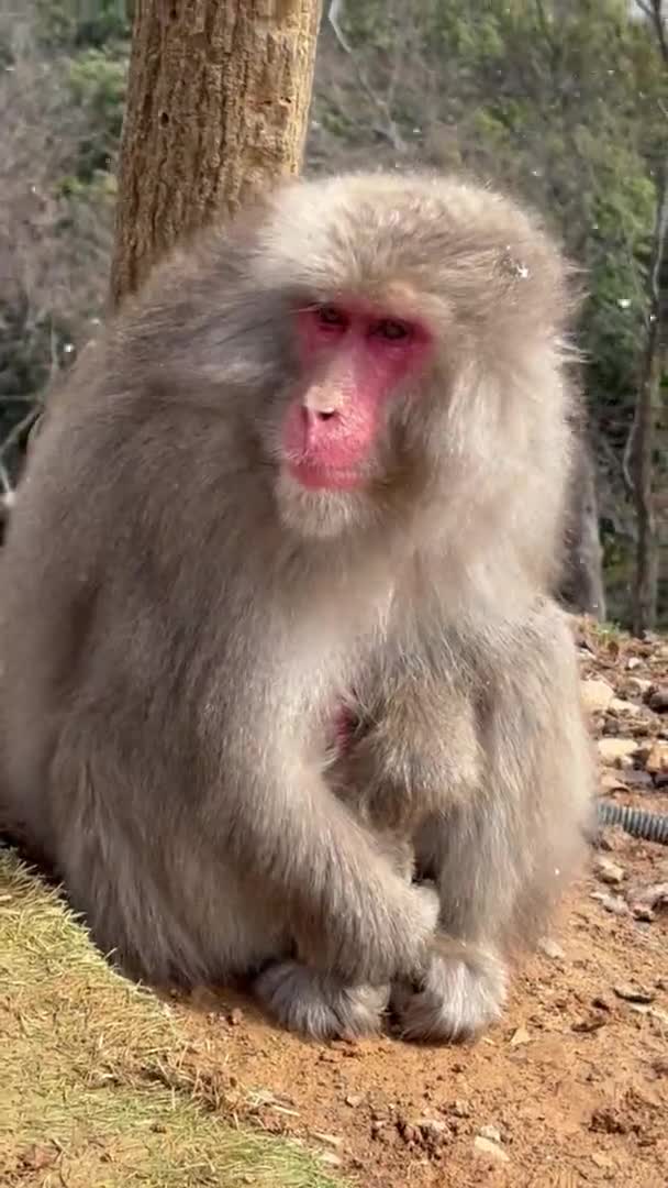 Macaco Japonés Sentado Suelo Cerca Poste Madera — Vídeos de Stock