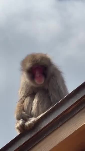 Japonais Macaque Assis Sur Toit Contre Ciel Nuageux — Video