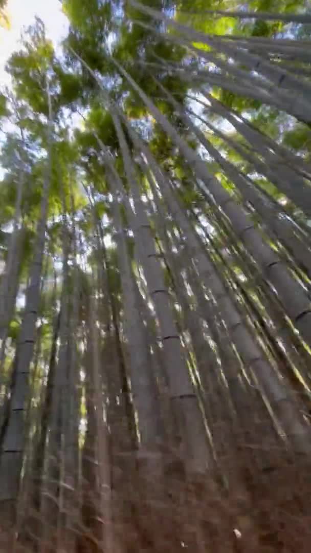 Бамбуковий Ліс Японії Флора Природа — стокове відео