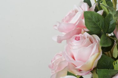 Beyaz arka planda güzel beyaz güller.