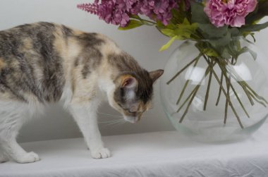 kedi mutfakta oturuyor..