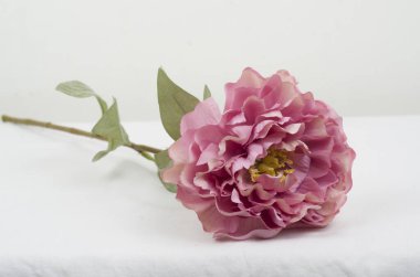 Beyaz arkaplanda izole edilmiş pembe şakayık çiçeği