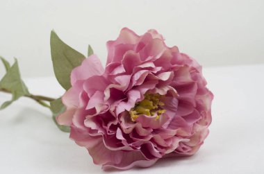 beyaz zemin üzerinde bir vazoda güzel çiçek