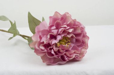 Beyaz arka planda güzel pembe çiçekler