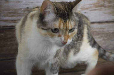 Beyaz gözlü güzel bir kedi.