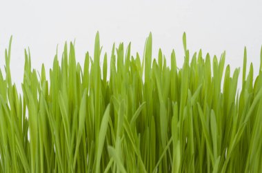 Beyaz arkaplanda izole edilmiş çimenler