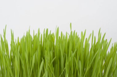 Beyaz arkaplanda yeşil çimen