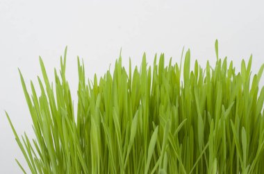 Beyaz arkaplanda izole edilmiş çimenler