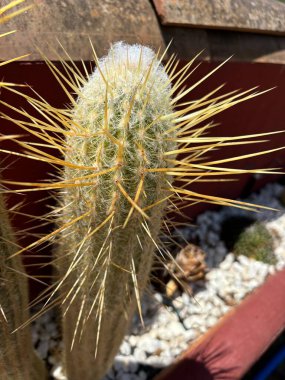 Güzel botanik fotoğrafı, doğal duvar kağıdı.