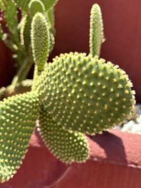 Bahçedeki kaktüse yakın.