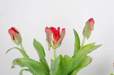 Beyaz arkaplanda kırmızı laleler.