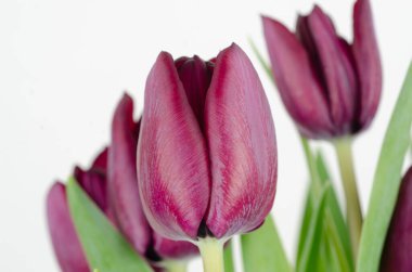 kırmızı ve beyaz laleler