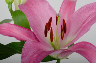 Güzel pembe zambak çiçeklerinin yakın görüntüsü