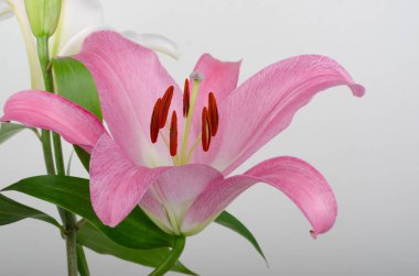 Zambak çiçeği beyaz zemin üzerine.