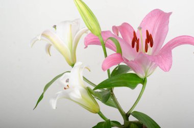 Çiçek açan zambak