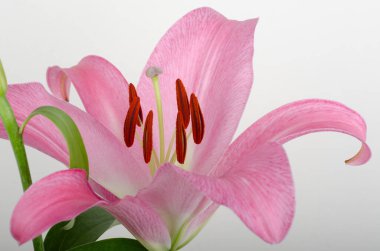 Pembe zambak çiçekleri, kapatın.