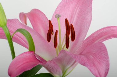 Beyaz arka planda güzel pembe zambak çiçekleri