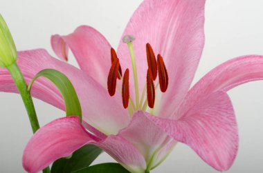 Zambak çiçeği yaklaş