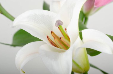 Beyaz arka planda beyaz zambak