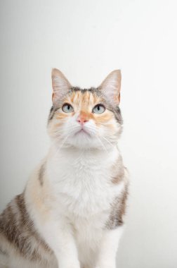 Bir kedinin portresi