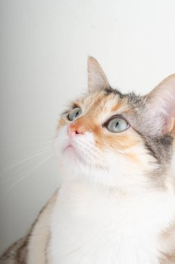 beyaz arkaplandaki kedi