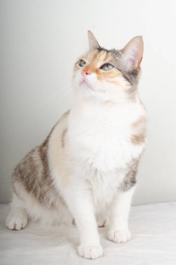 Beyaz önlüklü kedi.