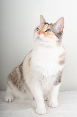 beyaz arkaplanı olan kedi