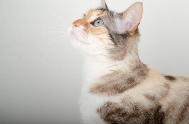 beyaz arkaplandaki kedi