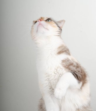 beyaz arkaplandaki kedi