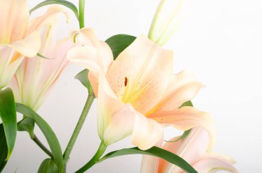 Vazodaki güzel zambaklar