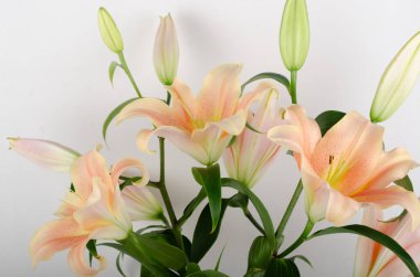 Gri arkaplanda beyaz zambak çiçeği.