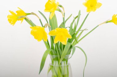 buket beyaz zemin üzerine izole sarı nergis