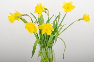 buket beyaz zemin üzerine sarı nergis