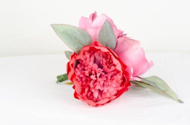 Beyaz arkaplanda pembe şakayık çiçeği.