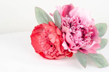 Beyaz arka planda güzel kırmızı şakayık.