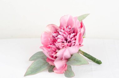 Beyaz arkaplanda pembe çiçek