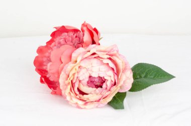 Beyaz arka planda güzel şakayık çiçekleri