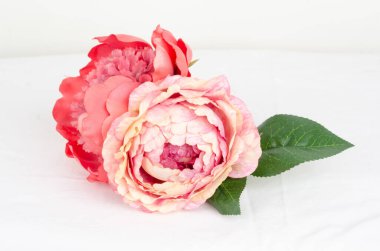 Beyaz arkaplanda pembe şakayık çiçekleri