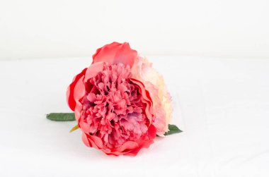 Bahçedeki güzel pembe çiçek