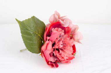 beyaz zemin üzerinde pembe Şakayık