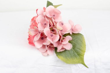 Beyaz arka planda vazoda güzel pembe çiçekler.